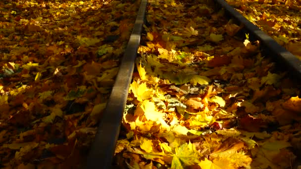 Kolej Wąskotorowa Pokryta Jesiennymi Liśćmi Klonu Drogi Kolejowe — Wideo stockowe