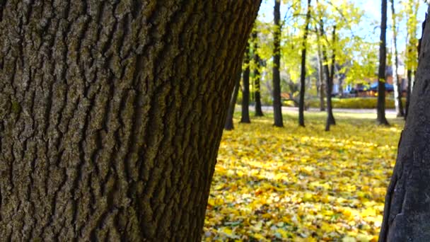 Trunks Van Eikenbomen Het Najaarspark — Stockvideo