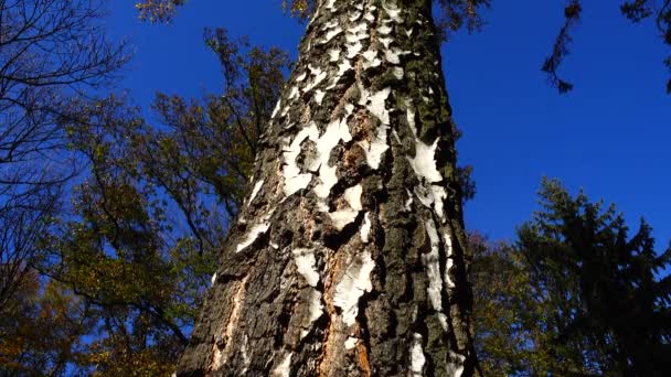 秋の森を背景に白樺の幹の樹皮 — ストック動画