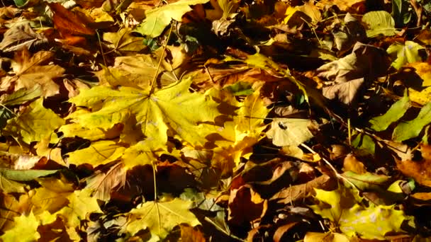 Liście Klonu Dębu Jesiennym Parku — Wideo stockowe