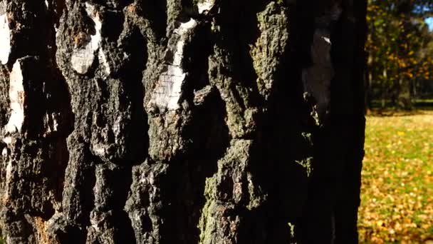 秋天森林背景上的桦树树干的树皮 — 图库视频影像