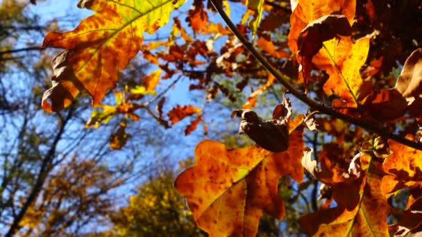 Feuilles Chêne Automne Sur Une Branche Arbre Sur Fond Ciel — Video