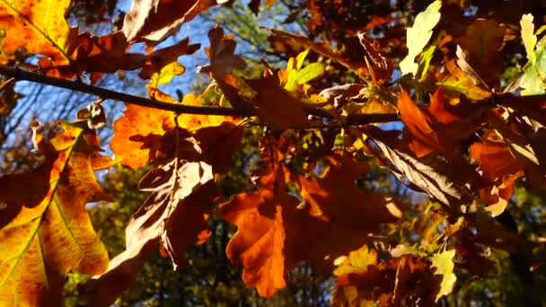 Sonbahar Meşesi Yaprakları Gökyüzünün Arka Planında Bir Ağaç Dalında — Stok video