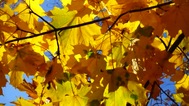 Jesienny Klon Liście Gałęzi Drzewa Tle Nieba — Wideo stockowe