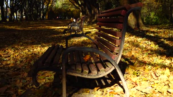 Holzbank Herbstpark — Stockvideo