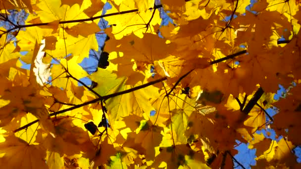 Foglie Acero Autunnale Ramo Albero Sullo Sfondo Del Cielo — Video Stock