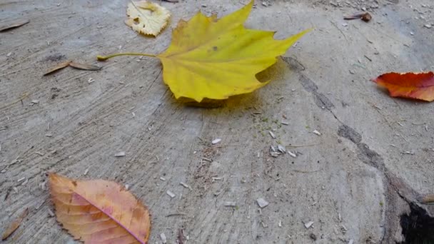 Baumstumpf Herbstpark — Stockvideo