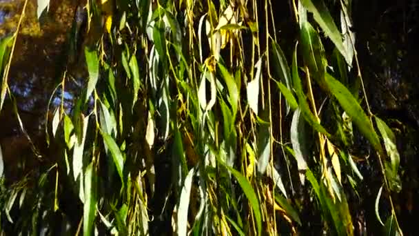 Feuilles Saule Dans Parc Automne — Video