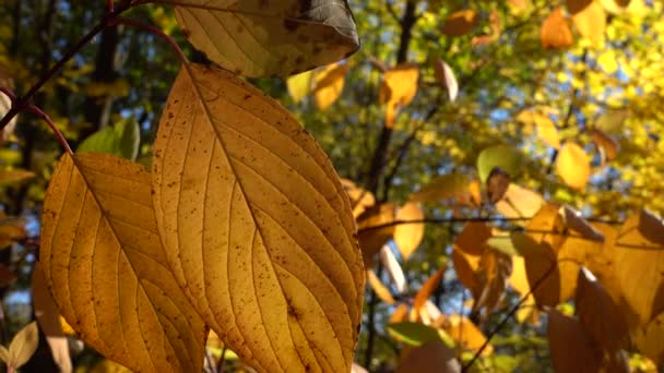 Blätter Von Bäumen Einem Herbstlichen Park Sonnenstrahlen — Stockvideo