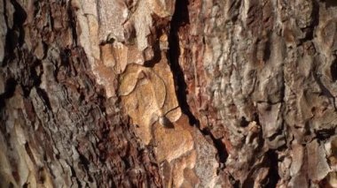 Çam kabuğu kadar yakın. Sonbahar parkında çekim..