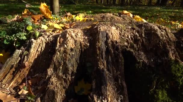 Tocón Árboles Parque Otoño — Vídeos de Stock