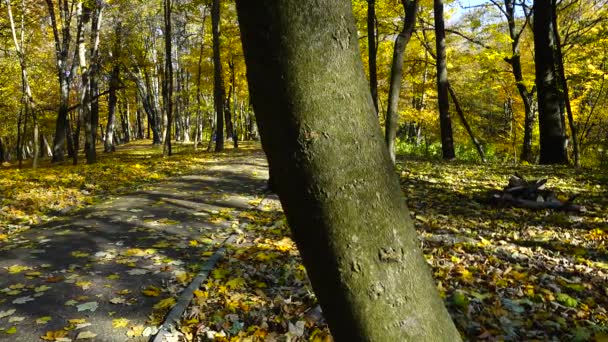 Maple Tronco Caminho Parque Outono — Vídeo de Stock