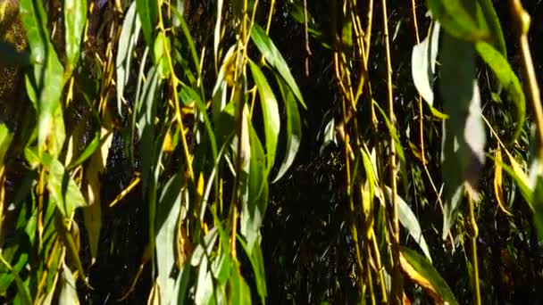 Feuilles Saule Dans Parc Automne — Video