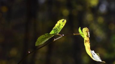 Bir ağacın dallarında sonbahar yaprakları.