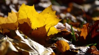 Düşen sonbahar akçaağaç yaprakları çimlerin arasında.