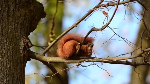 Esquilo Num Galho Árvore Tiroteio Outono — Vídeo de Stock