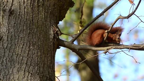 Σκίουρος Κλαδί Δέντρου Σκοποβολή Φθινόπωρο — Αρχείο Βίντεο