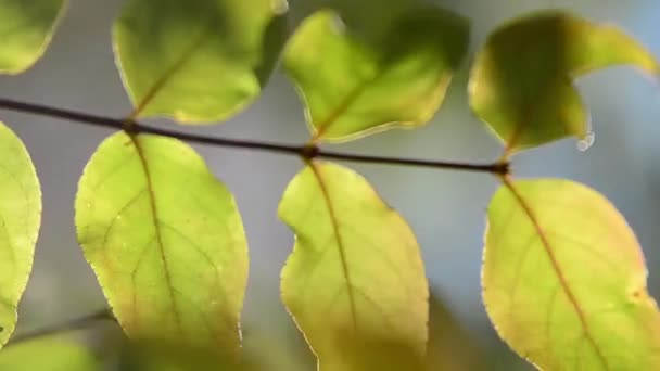 木の枝に秋の葉 — ストック動画