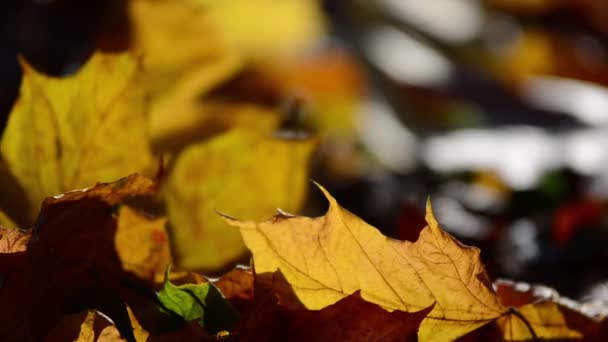 Падшие Осенние Кленовые Листья Среди Травы — стоковое видео