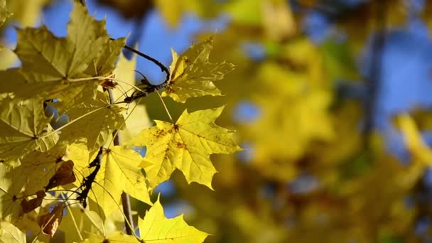 Ağaç Dallarında Sonbahar Akçaağaç Yaprakları — Stok video