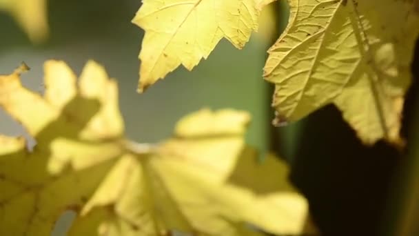 Folhas Bordo Outono Galhos Árvore — Vídeo de Stock