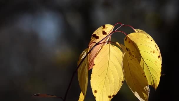 Foglie Autunno Sui Rami Albero — Video Stock