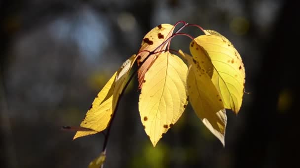 Foglie Autunno Sui Rami Albero — Video Stock