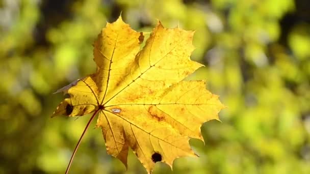 Herbst Ahornblatt Auf Einem Hintergrund Von Bäumen — Stockvideo