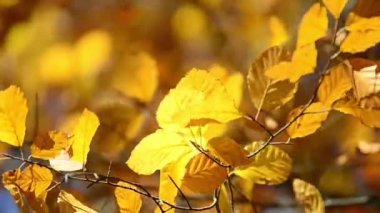 Bir ağacın dallarında sonbahar yaprakları.