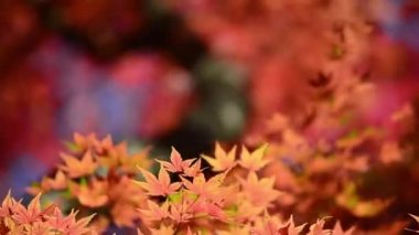 Ağaç dallarında sonbahar akçaağaç yaprakları.