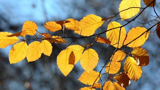 Foglie Autunno Sui Rami Albero — Video Stock