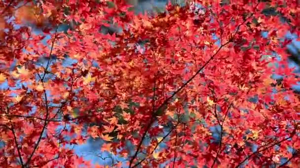 Φθινοπωρινά Φύλλα Σφενδάμου Κλαδιά Δέντρων — Αρχείο Βίντεο