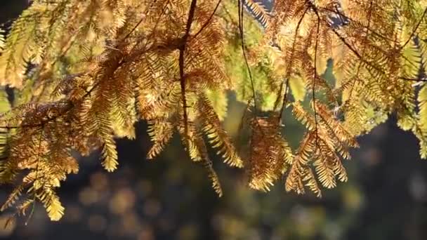 Branches Mélèze Sur Fond Parc Automne — Video