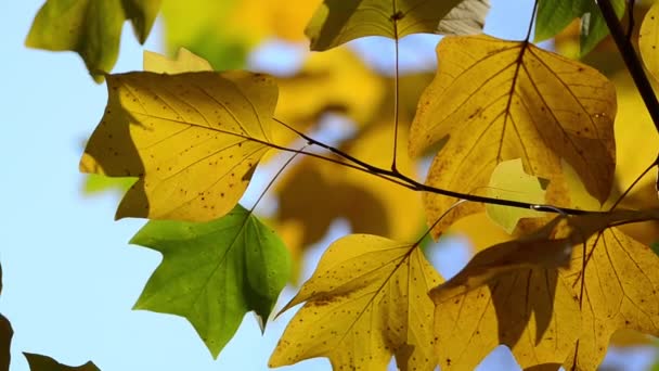 Feuilles Érable Automne Sur Les Branches Des Arbres — Video