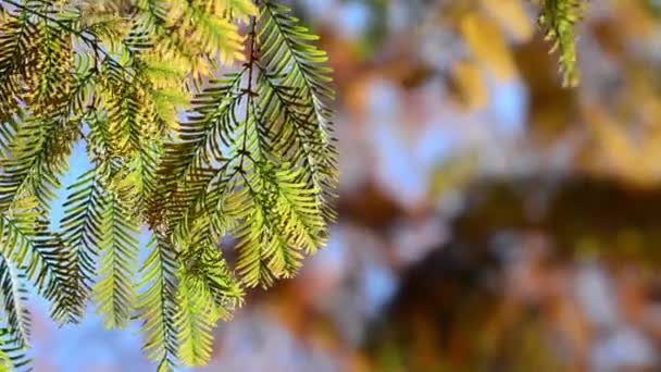 Lärchenzweige Vor Dem Hintergrund Eines Herbstlichen Parks — Stockvideo