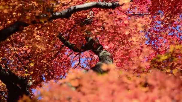 Herfst Esdoorn Bladeren Boomtakken — Stockvideo