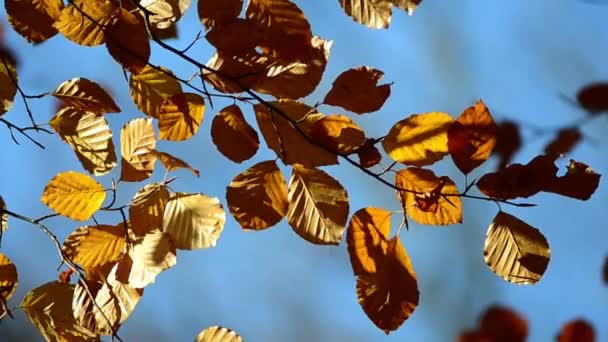 Herfstbladeren Takken Van Een Boom — Stockvideo