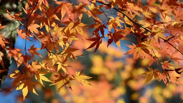 Осенние Листья Клена Ветвях Деревьев — стоковое видео