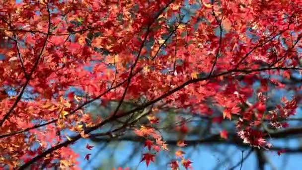 Foglie Acero Autunnale Sui Rami Degli Alberi — Video Stock