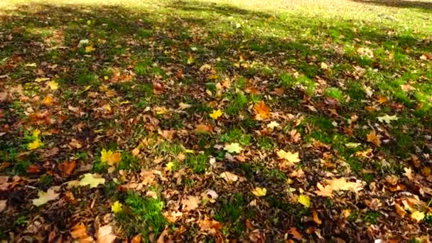 Foglie Acero Sull Erba Nel Parco Autunnale — Video Stock