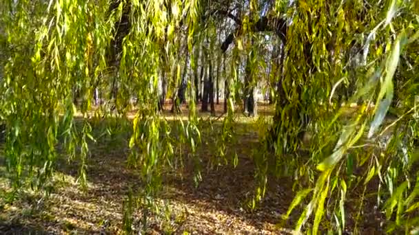 Gałęzie Wierzby Tle Jesiennego Parku — Wideo stockowe
