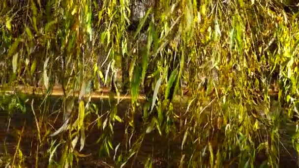 Willow Branches Background Autumn Park — Stock Video