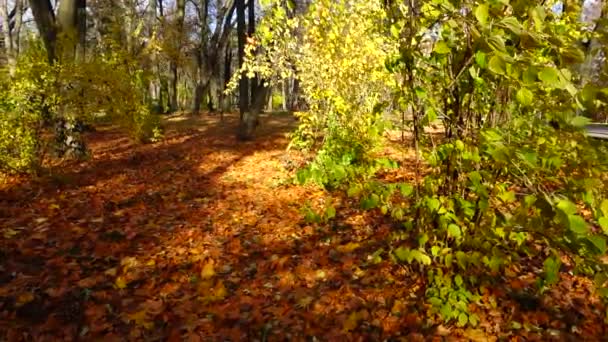 Foglie Autunnali Nel Parco — Video Stock