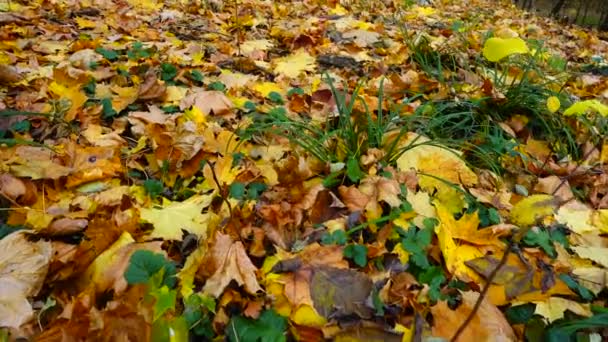 Esdoornbladeren Het Gras Het Herfstpark — Stockvideo