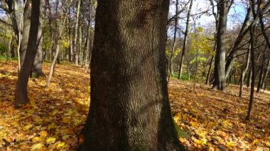 Sonbahar parkında meşe ve yapraklar.