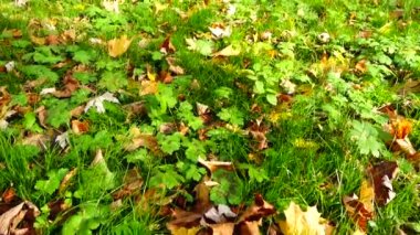 Sonbahar parkındaki çimlerin üzerinde akçaağaç yaprakları.