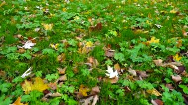 Sonbahar parkındaki çimlerin üzerinde akçaağaç yaprakları.