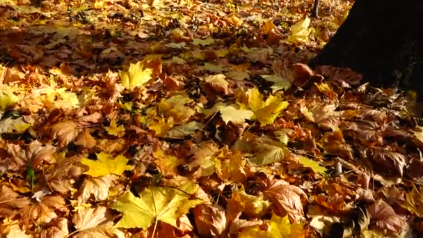Eichen Und Ahornblätter Herbstpark — Stockvideo