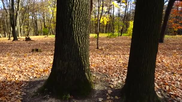 Querce Foglie Cadute Nel Parco Autunnale — Video Stock