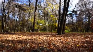 Sonbahar parkında meşe ve akçaağaç yaprakları.